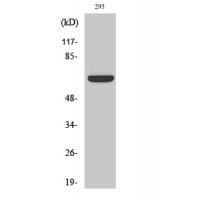 Kv1.3 Polyclonal Antibody