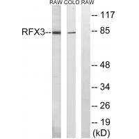 RFX3 Polyclonal Antibody