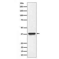 NMI Antibody