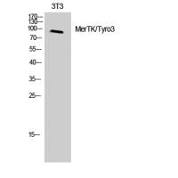 MerTK/Tyro3 Polyclonal Antibody