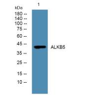 ALKBH5 Polyclonal Antibody