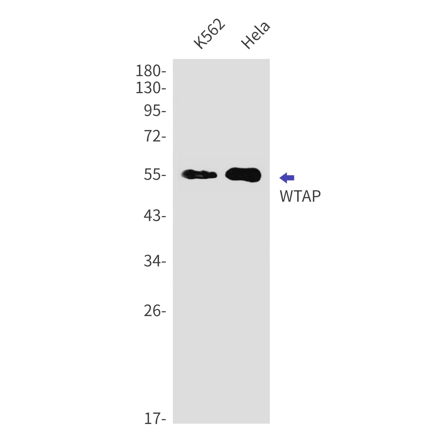 WTAP Rabbit mAb