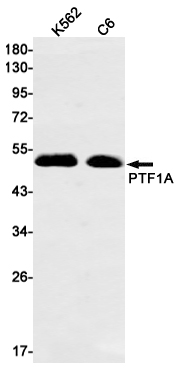 PTF1A Rabbit mAb