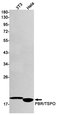 PBR Rabbit mAb