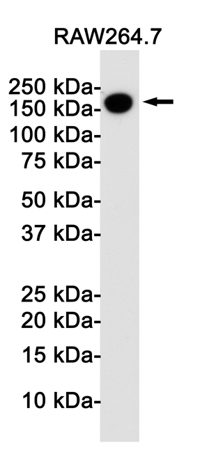 CD11b Rabbit mAb