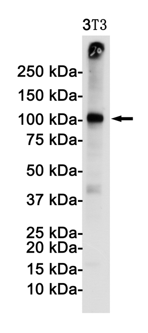 VCAM1 Rabbit mAb