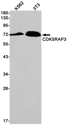 CDK5RAP3 Rabbit mAb