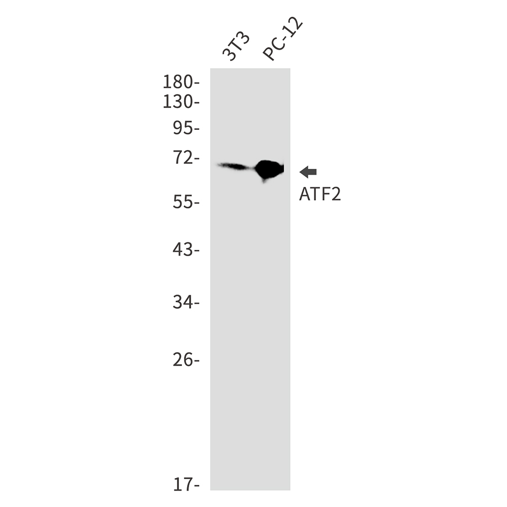 ATF2 Rabbit mAb