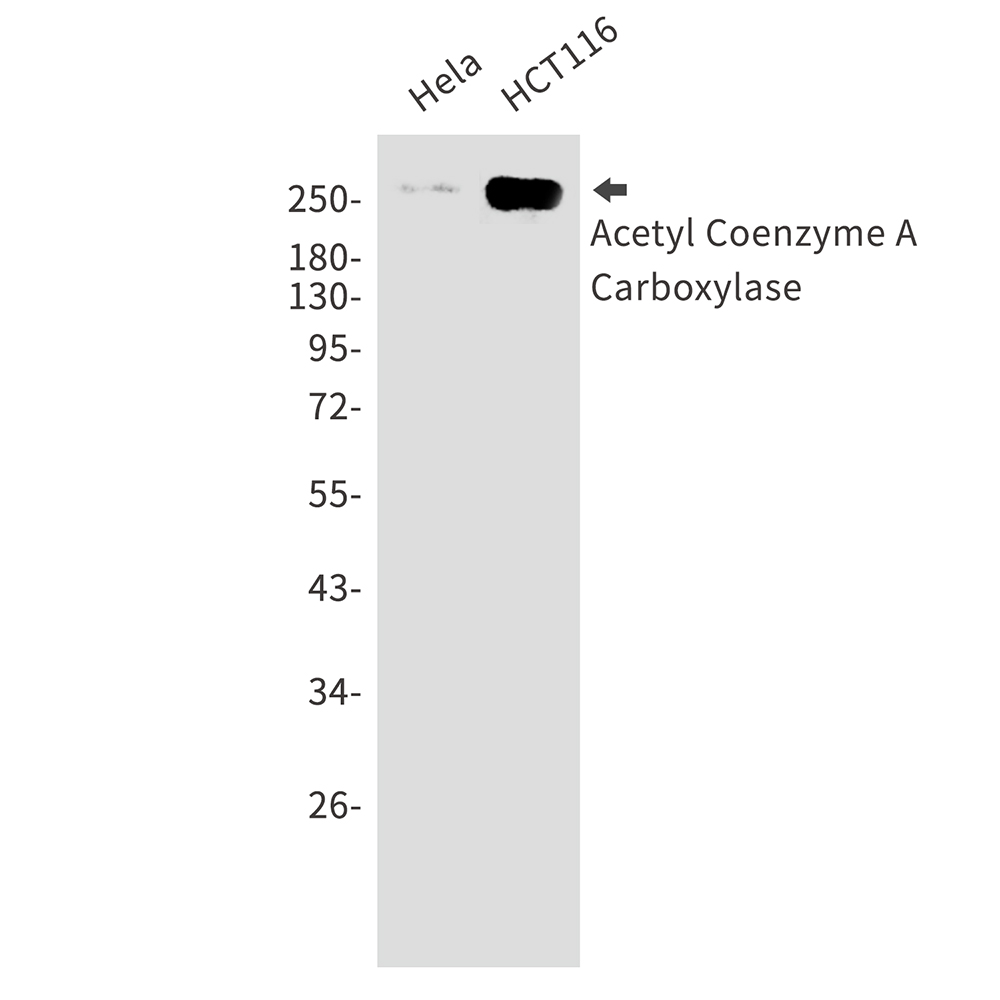 Acetyl Coenzyme A Carboxylase Rabbit mAb