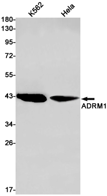 ADRM1 Rabbit mAb