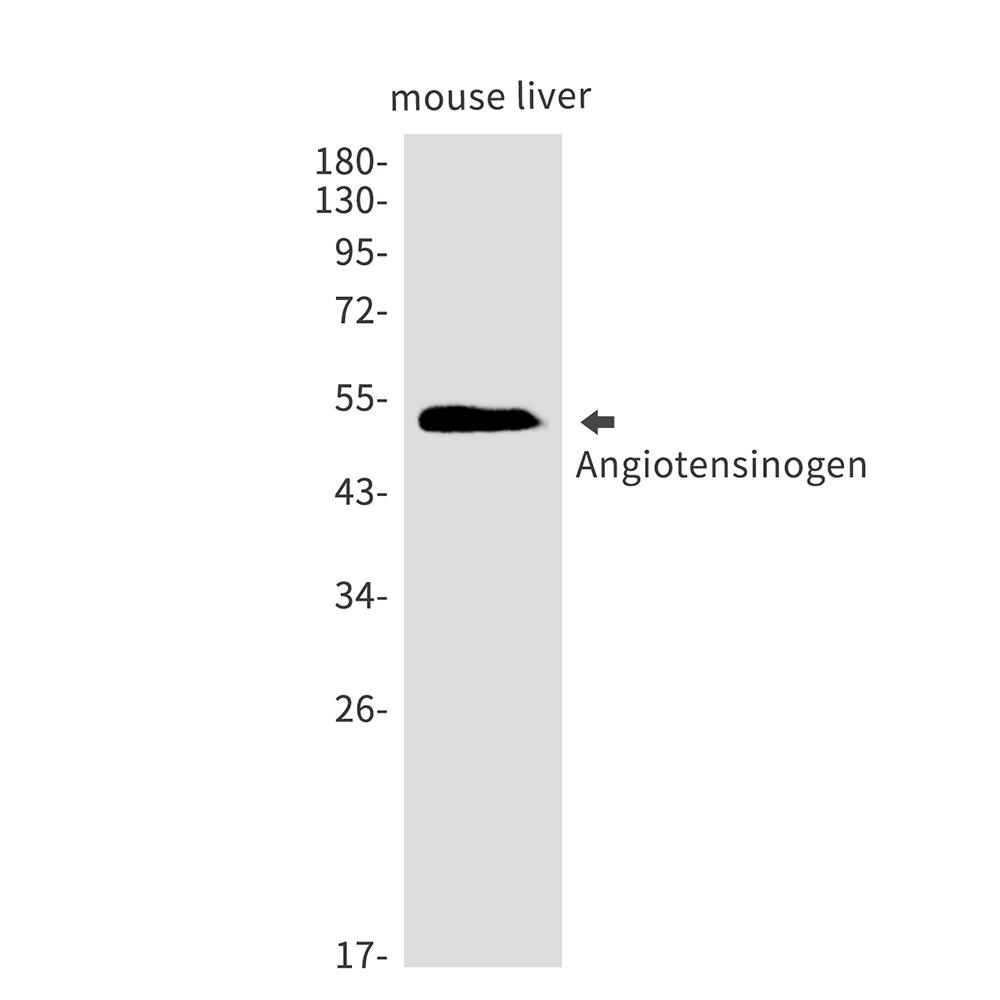 Angiotensinogen Rabbit mAb