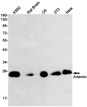 Artemin Rabbit mAb