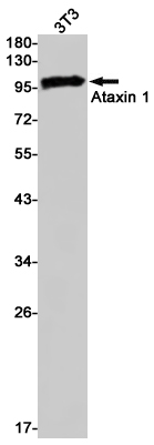 Ataxin 1 Rabbit mAb