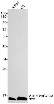 ATP5G Rabbit mAb