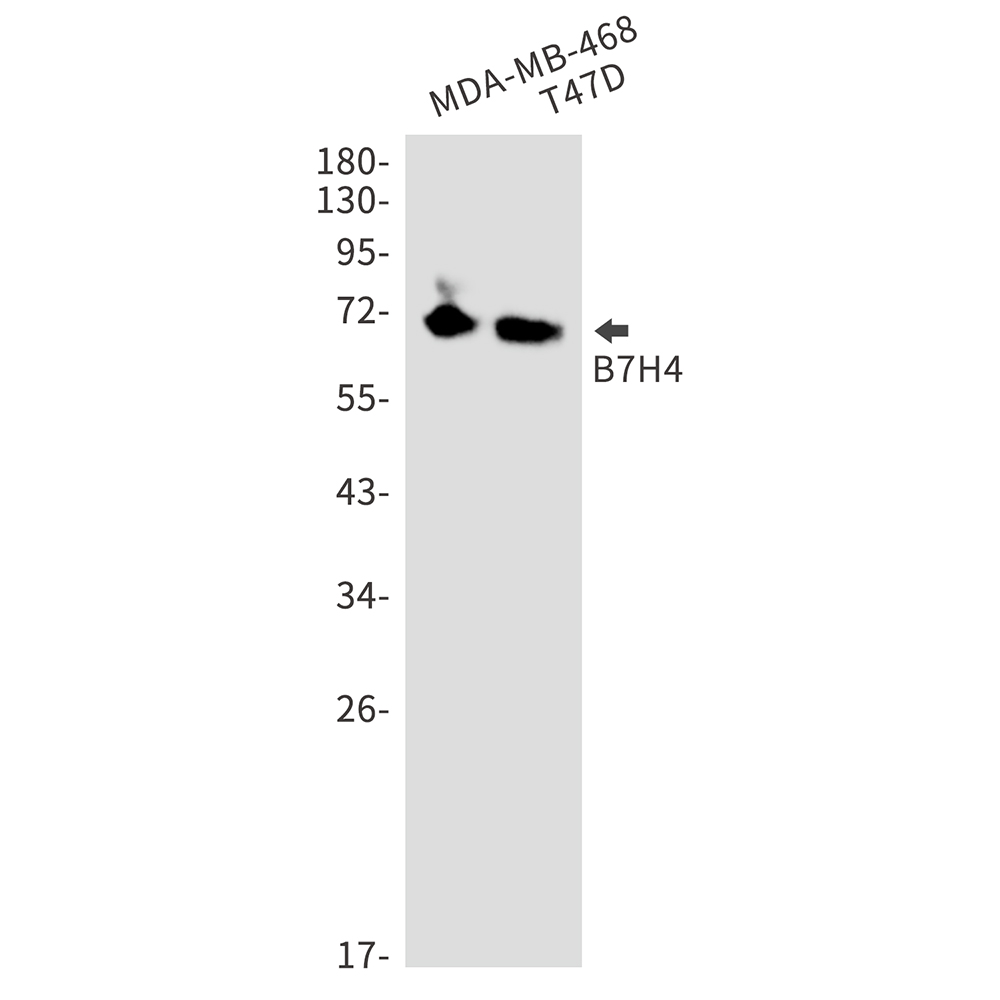 B7H4 Rabbit mAb