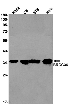 BRCC36 Rabbit mAb