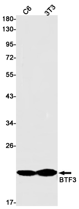 BTF3 Rabbit mAb