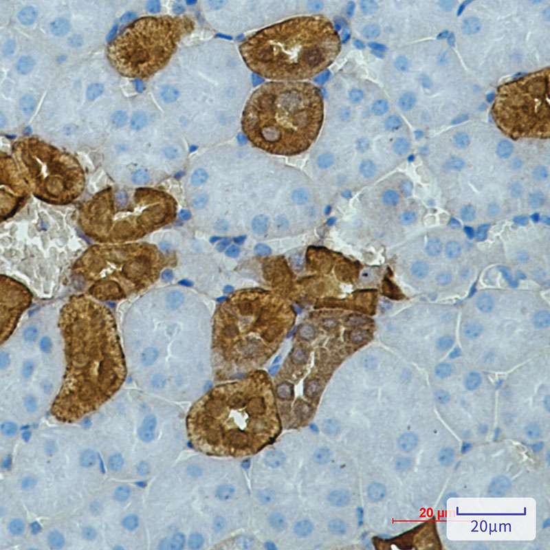 Calbindin Rabbit mAb