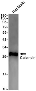 Calbindin Rabbit mAb