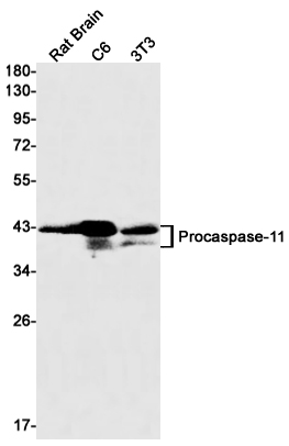 Caspase 11 Rabbit mAb