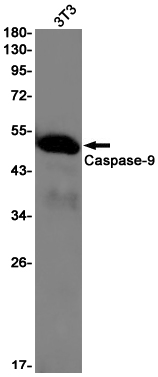 Caspase 9 Rabbit mAb