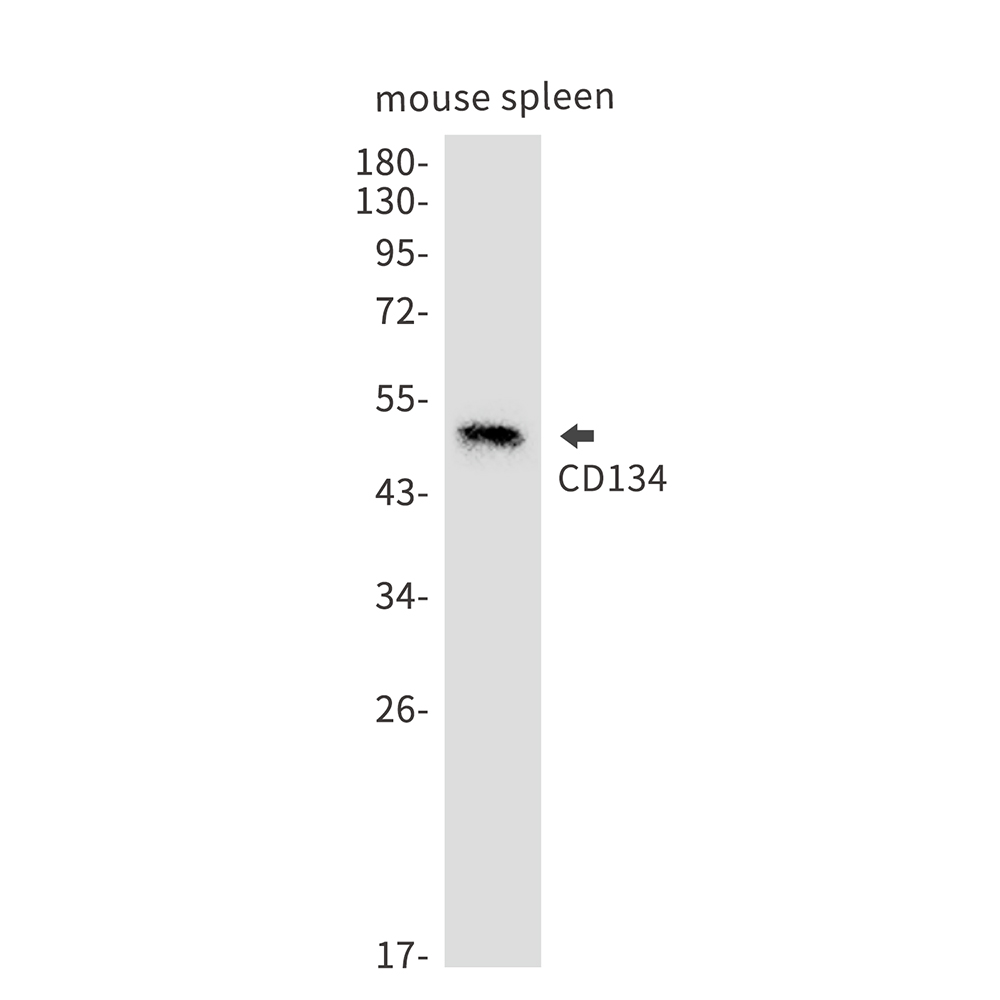 CD134/OX40L Recepter Rabbit mAb