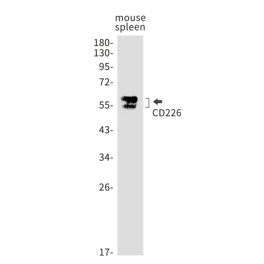 CD226 Rabbit mAb