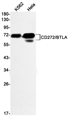 CD272 Rabbit mAb