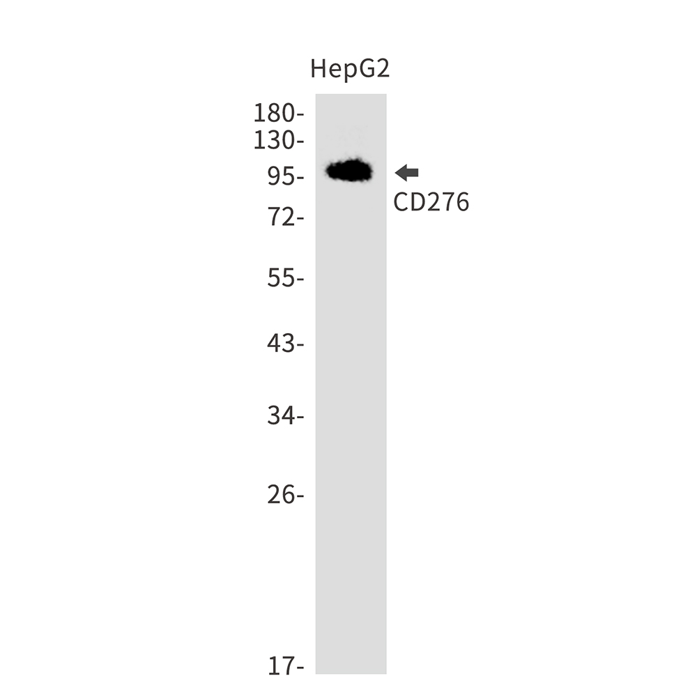 CD276 Rabbit mAb