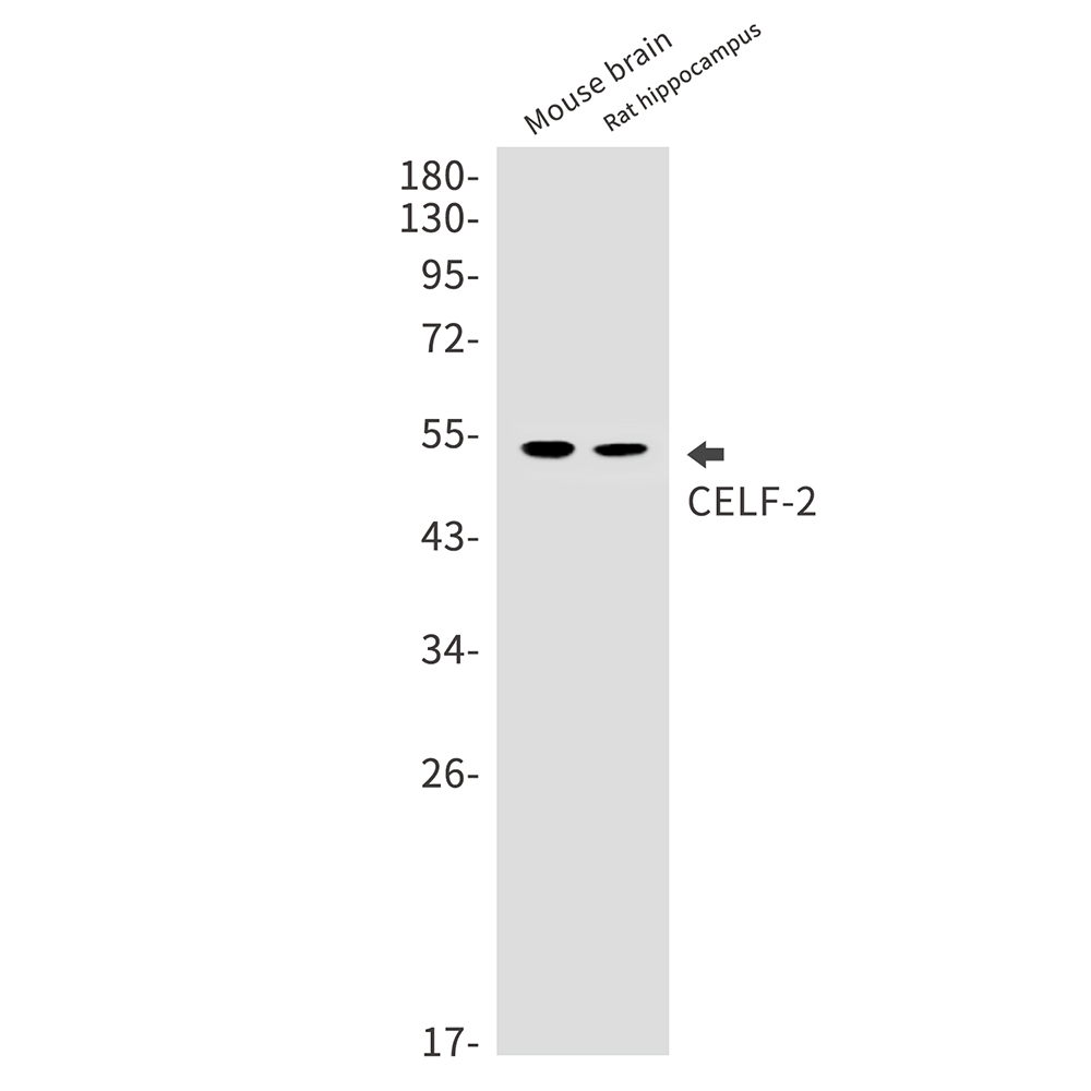 CELF2 Rabbit mAb