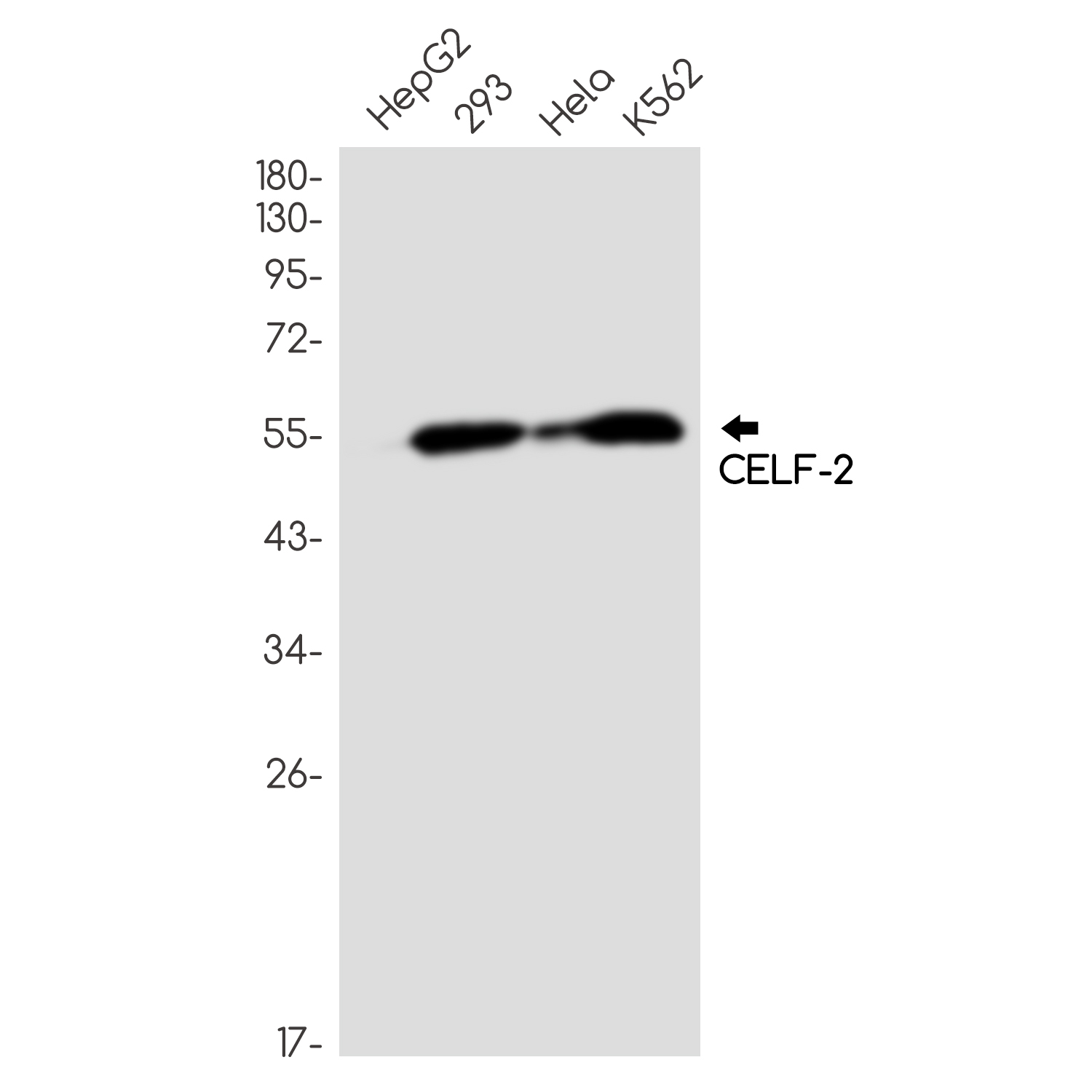 CELF2 Rabbit mAb