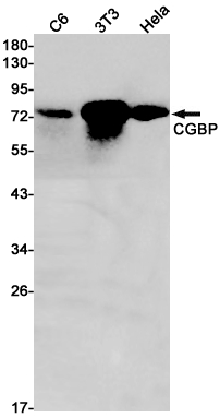 CGBP Rabbit mAb