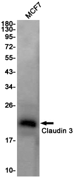 Claudin 3 Rabbit mAb