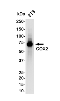 Cyclooxygenase 2 Rabbit mAb