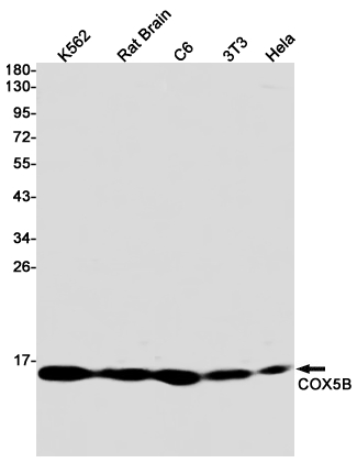 COX5B Rabbit mAb