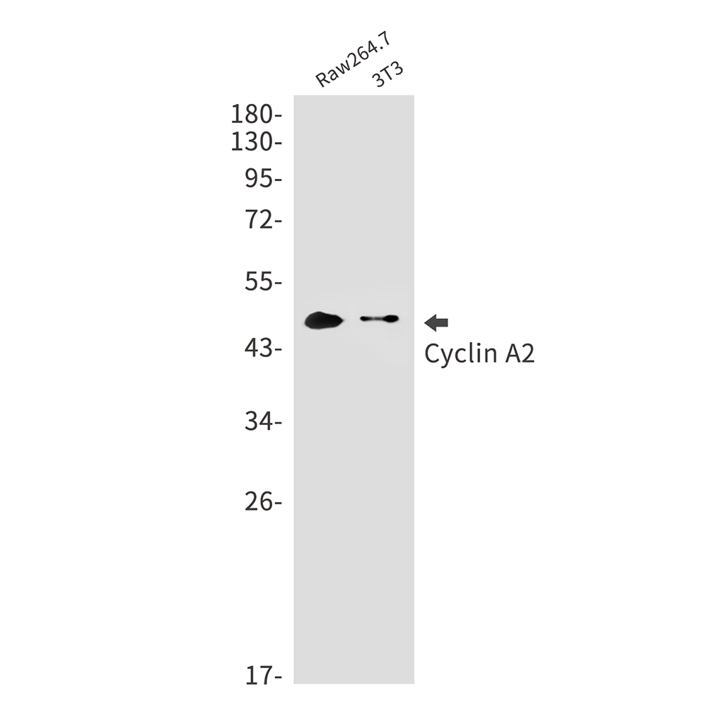 Cyclin A2 Rabbit mAb