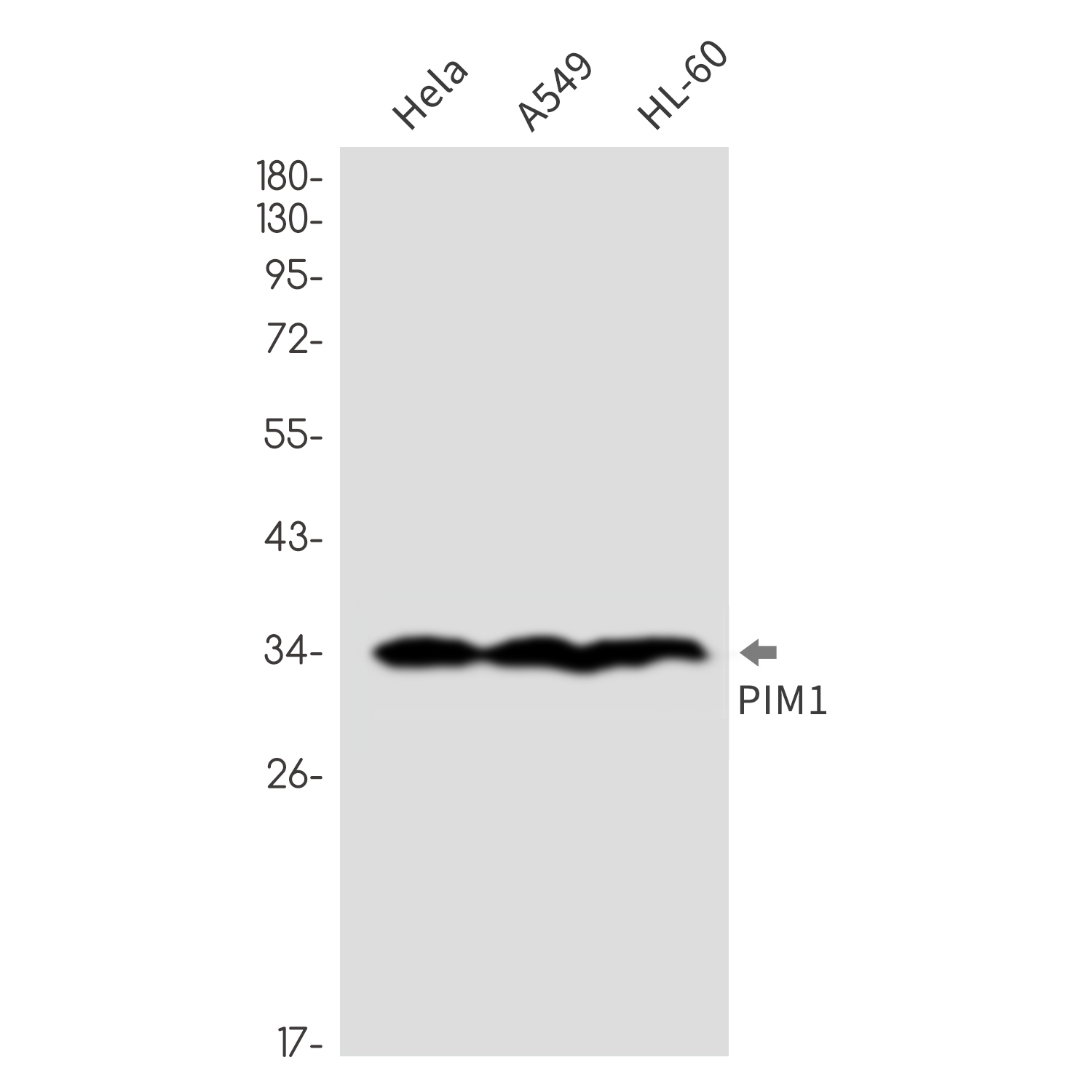 Cyclin A2 Rabbit mAb