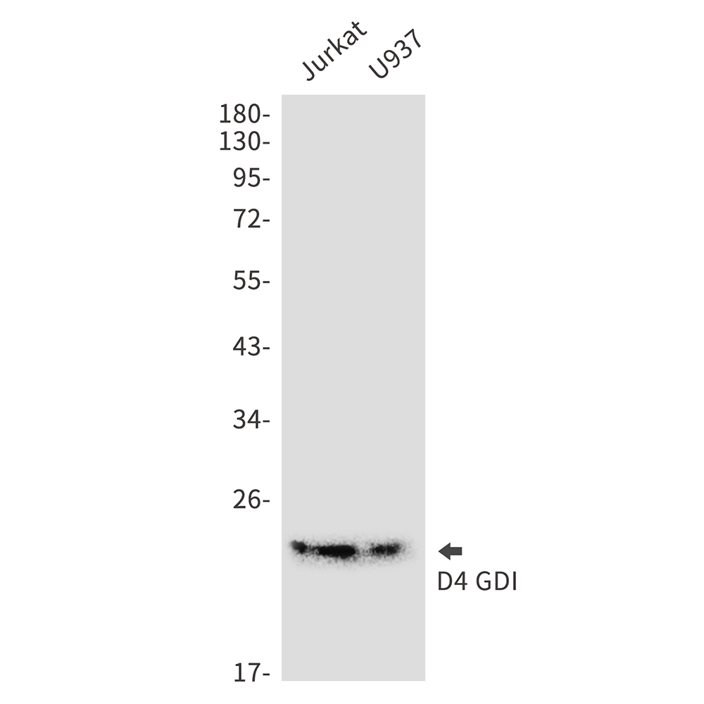 D4 GDI Rabbit mAb