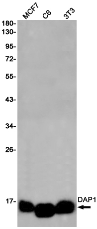 DAP1 Rabbit mAb