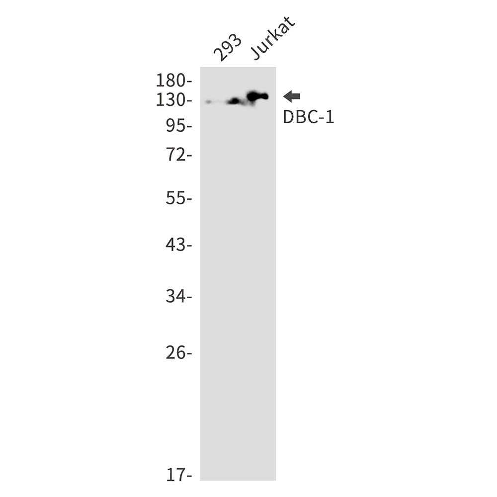 DBC 1 Rabbit mAb