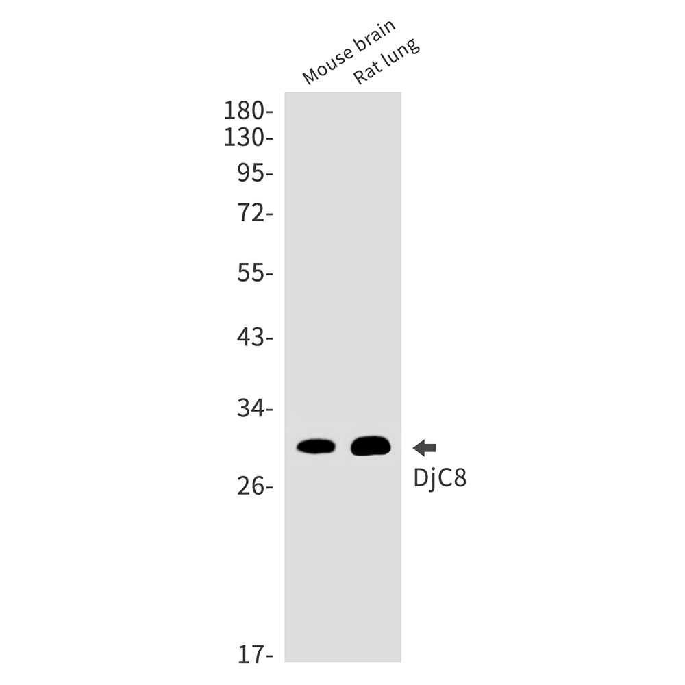 DNAJC8 Rabbit mAb