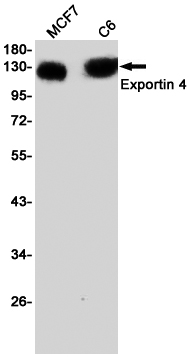 XPO4 Rabbit mAb