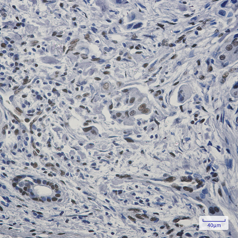 FAM98B Rabbit mAb