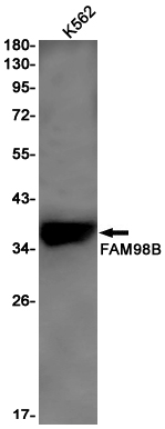 FAM98B Rabbit mAb