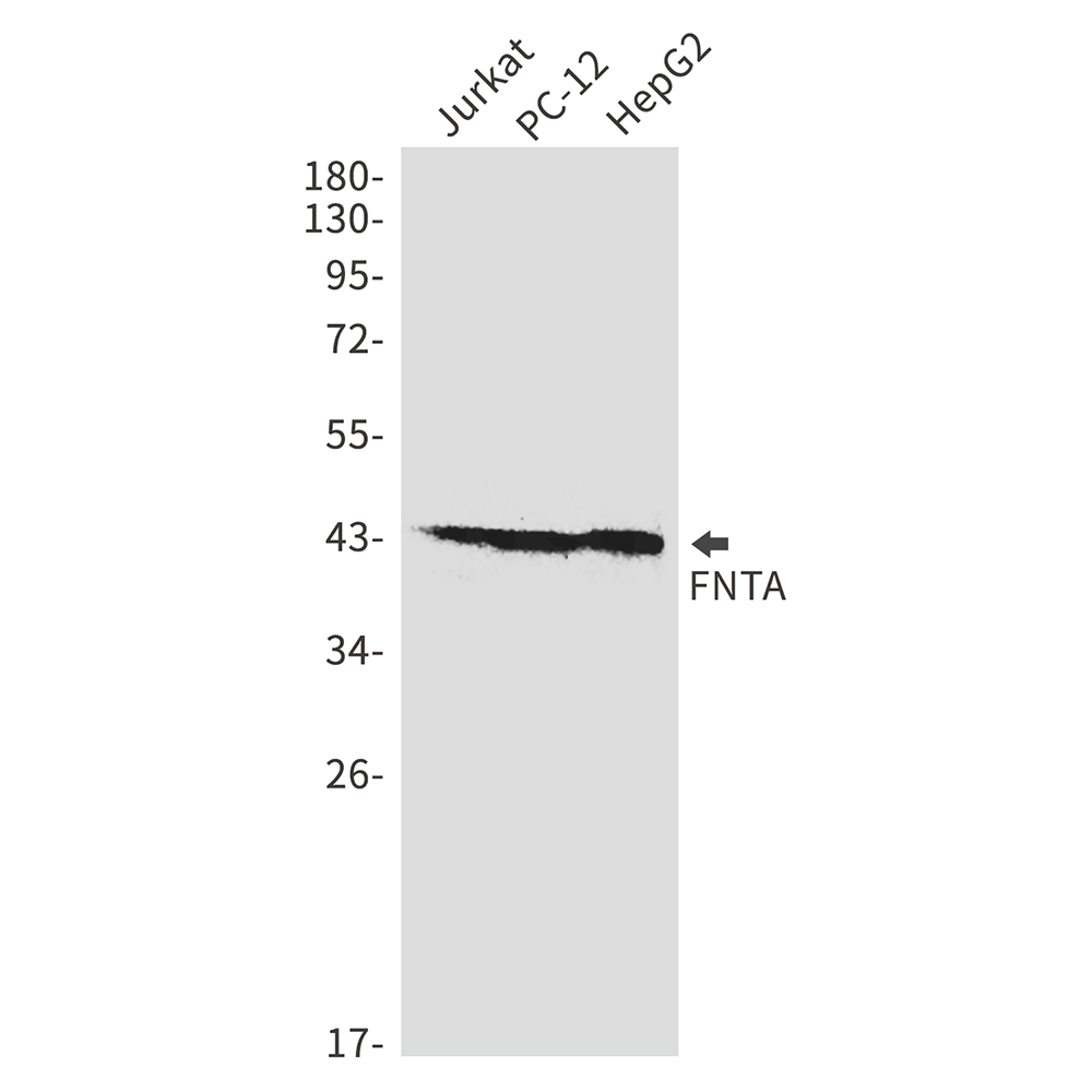 FNTA Rabbit mAb