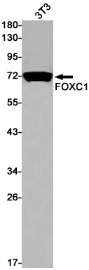 FOXC1 Rabbit mAb