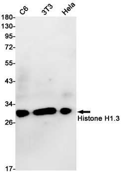 Histone H1.3 Rabbit mAb