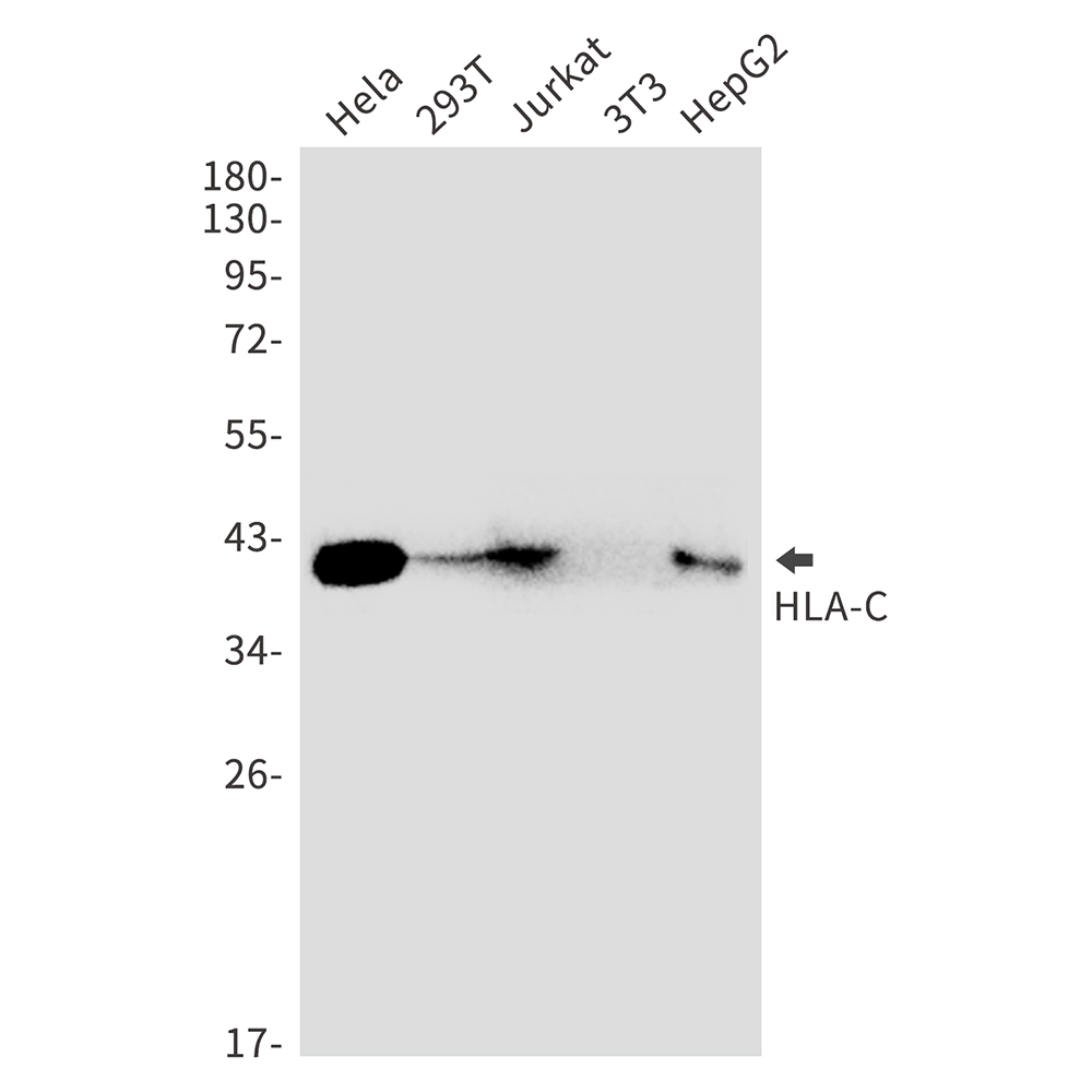 HLA C Rabbit mAb