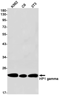 HP1 gamma Rabbit mAb