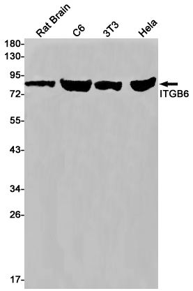 Integrin beta 6 Rabbit mAb